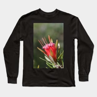 Mountain Devil Flower. Lambertia Formosa Long Sleeve T-Shirt